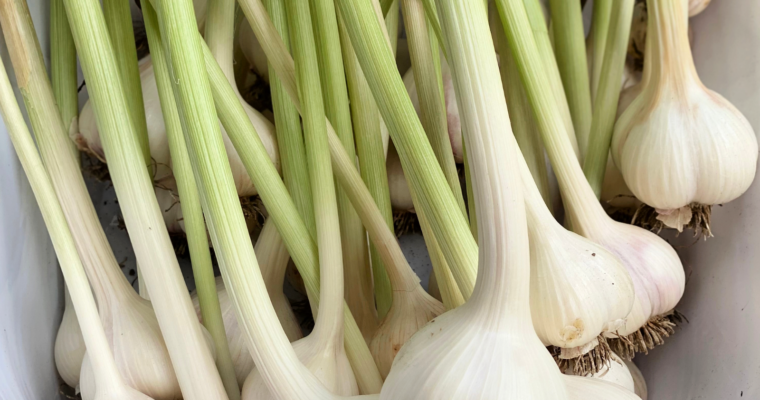 How to plant, harvest, and store garlic.