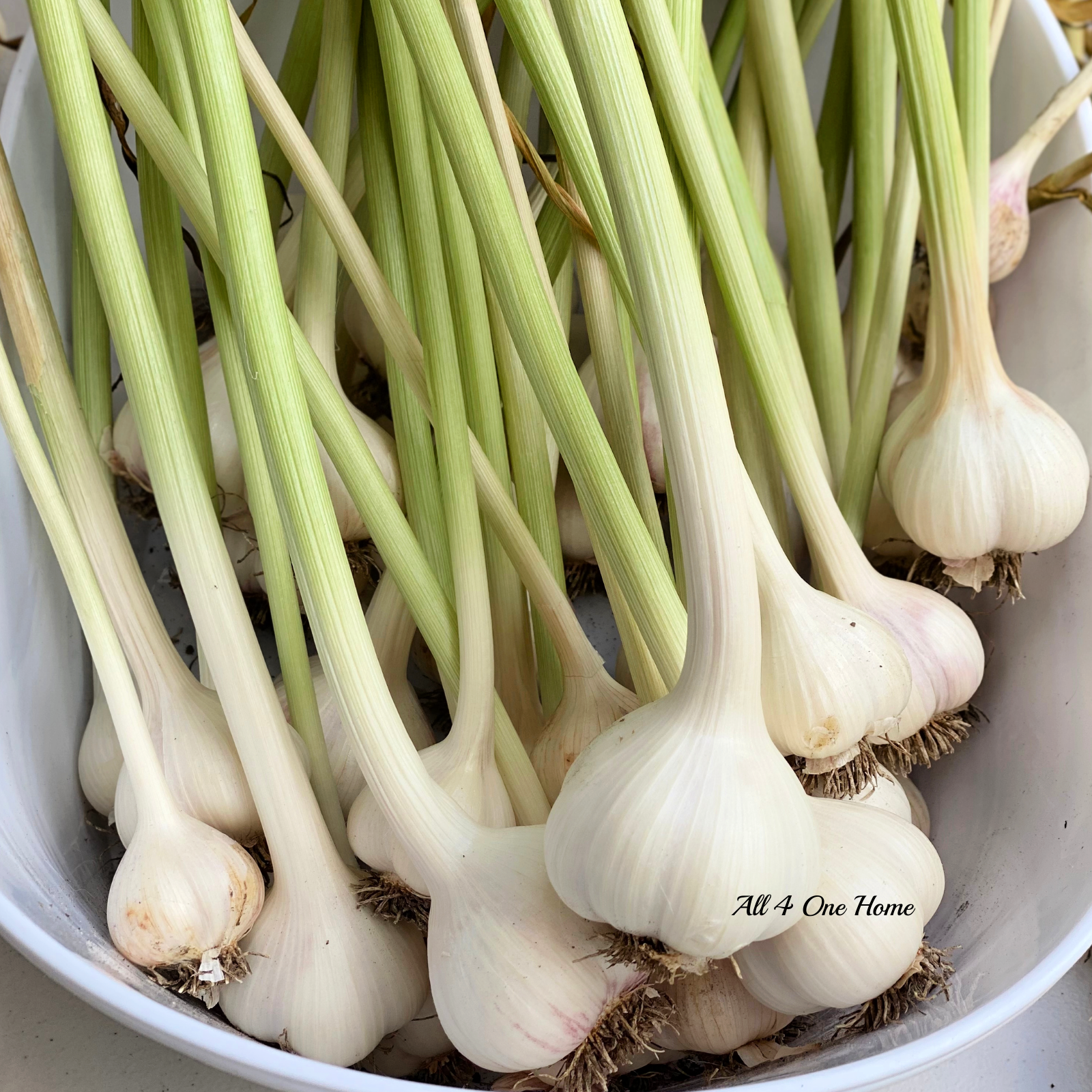 How to plant, harvest, and store garlic.